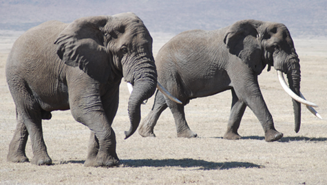 A Pair of Elephants