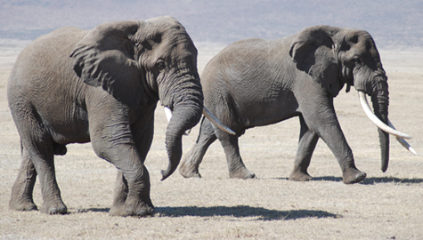 A Pair of Elephants A Pair of Elephants