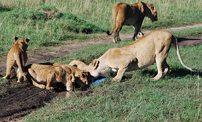 Lions