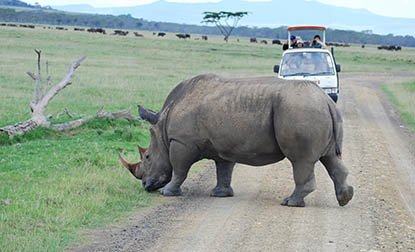 Rhino