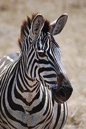 Tanzania Safari Zebra